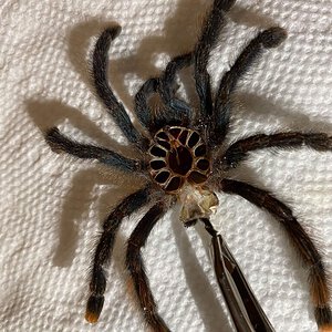 Avicularia avicularia - male or female? 2/2