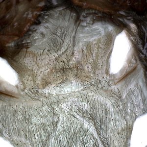 Grammostola Pulchra legspan 2" male/female ?