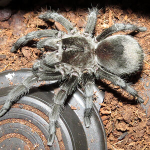 Bulldozer's Bribe (♀ Grammostola pulchra 3.5")