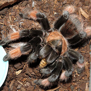 Dance of the Redleg (♀ Brachypelma emilia 4.5")