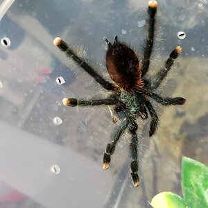 Avicularia avicularia