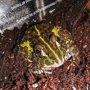 African bullfrog poop face