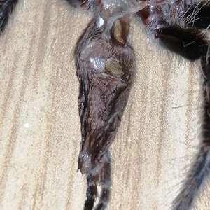 Tliltocatl albopilosus [molt sexing] [2/3]