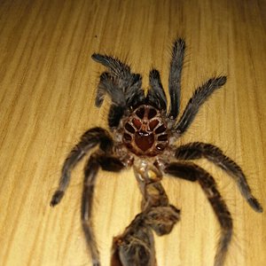 Tliltocatl albopilosus [molt sexing] [3/3]