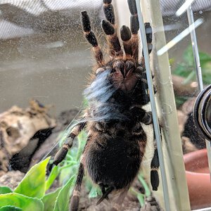 Acanthoscurria Geniculata sexing