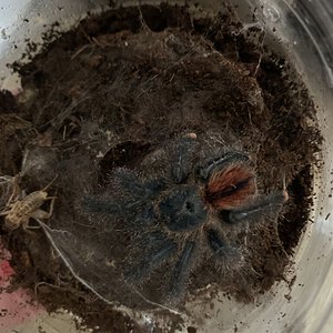 Avicularia ID?