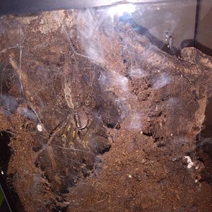 P.ornata #2