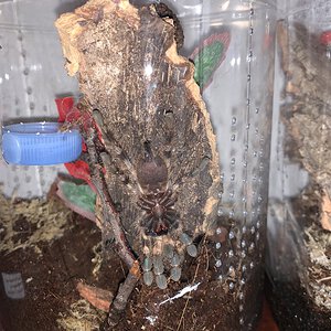 Poecilotheria striata [ventral sexing] [1/3]