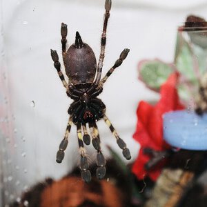 Poecilotheria striata [ventral sexing] [3/3]