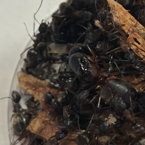 Camponotus chromaiodes queen and workers