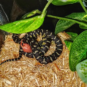 Florida kingsnake feeding