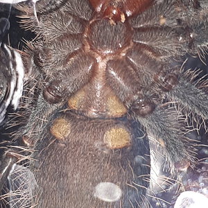Theraphosa apophysis [ventral sexing]