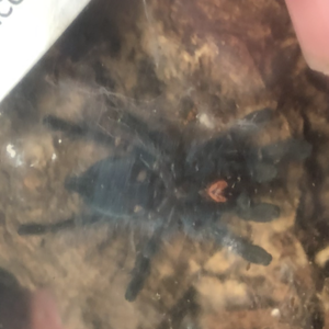 Caribena versicolor sexing (no molt) [1/2]