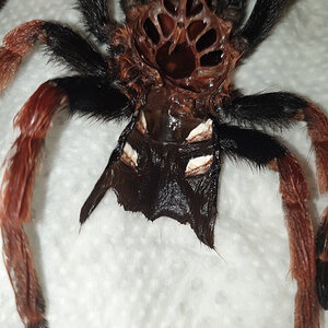 Brachypelma boehmei [molt sexing]