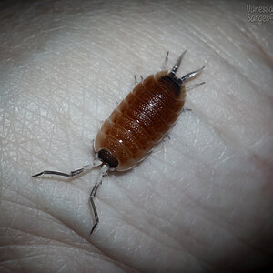 Porcellio silvestri 'Catolina' Male