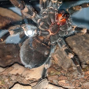 Brachypelma smithi [ventral sexing]