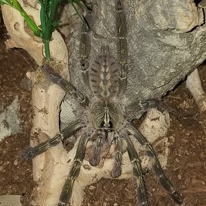 Poecilotheria rufilata