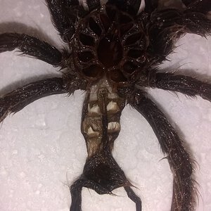 Heteroscodra maculata [molt sexing] [1/5]