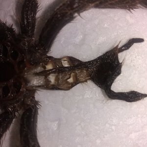 Heteroscodra maculata [molt sexing] [2/5]