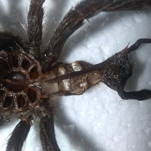 Heteroscodra maculata [molt sexing] [3/5]