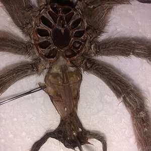 Heteroscodra maculata [molt sexing] [4/5]
