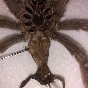 Heteroscodra maculata [molt sexing] [5/5]