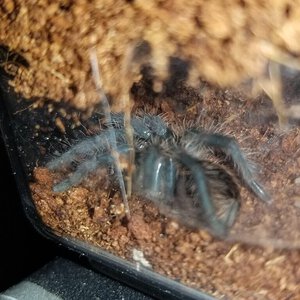 Sold as Cyriopagopus lividus [1/9]