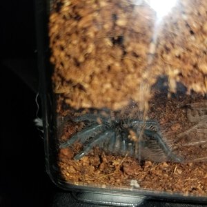 Sold as Cyriopagopus lividus [4/9]