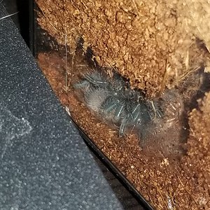 Sold as Cyriopagopus lividus [5/9]