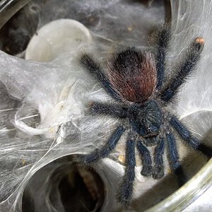 Avicularia avicularia