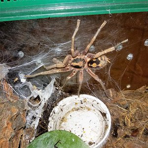 MM Hapalopus sp colombia groß (Large).jpg