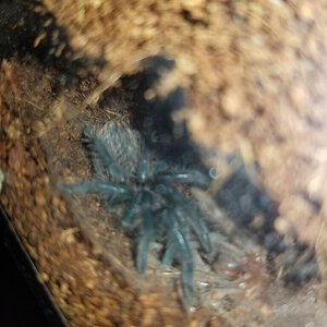 Sold as Cyriopagopus lividus [9/9]