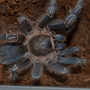 Aphonopelma seemanni Costa Rica juvenile 0,1.JPG