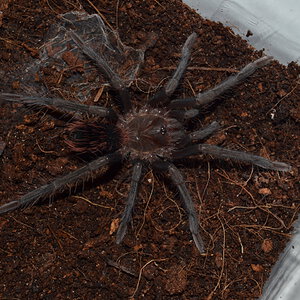 Xenesthis immanis juvenile 0,1 freshly molted.JPG