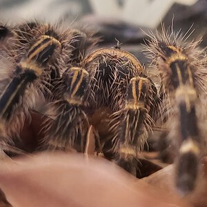 Grammostola pulchripes