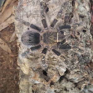 Grammostola pulchripes