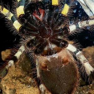 Sold as Poecilotheria striata [2/2]