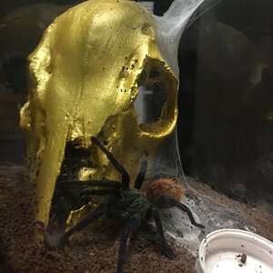 Chromatopelma cyaneopubescens