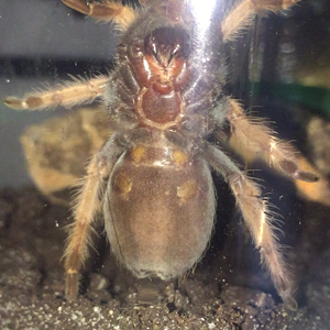 Small Brachypelma Boehmei