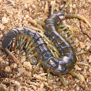 Ethmostigmus rubripes (Kuranda locale)