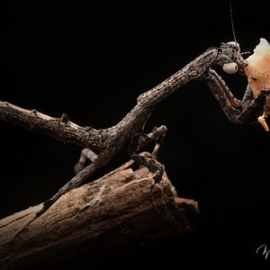Mini mantis