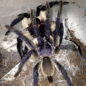 1.1 #2 Monocentropus balfouri Breeding