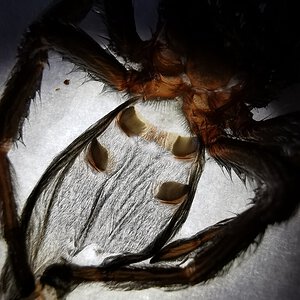 Grammostola pulchra [molt sexing]