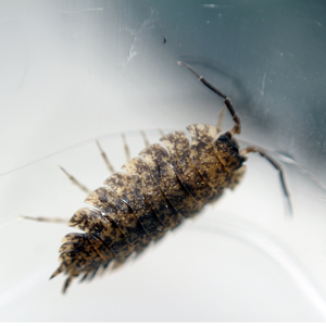 Armadillidium vulgare, maybe?