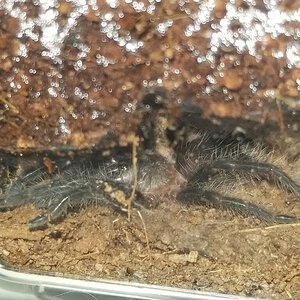 Sold as Cyriopagopus lividus [1/3]