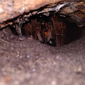 Into the burrow with adult female t.stirmi