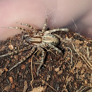 Unidentified house spider [1/2]