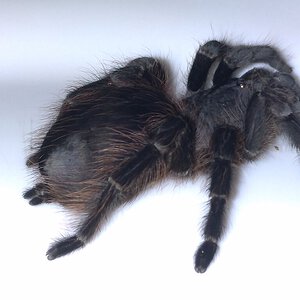 Brazilian Tarantula: Possible Acanthoscurria? [1/7]