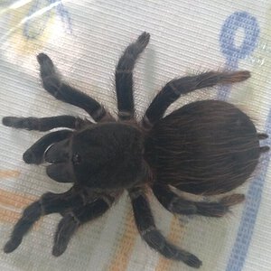 Brazilian Tarantula: Possible Acanthoscurria? [4/7]