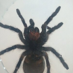 Brazilian Tarantula: Possible Acanthoscurria? [5/7]